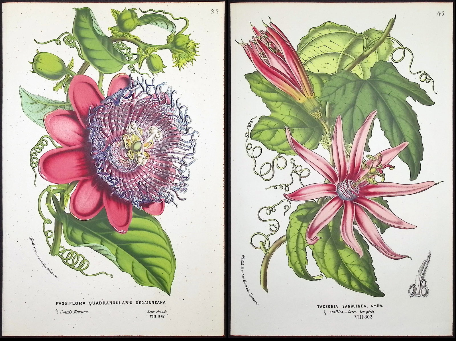 Van Houtte - Pair of Passion Flower Prints: This beautiful botanical print comes from Louis Van Houtte's monumental work entitled Flore des Serres et des Jardins de l'Europe (Flowers of the Greenhouses and Gardens of Europe) published between