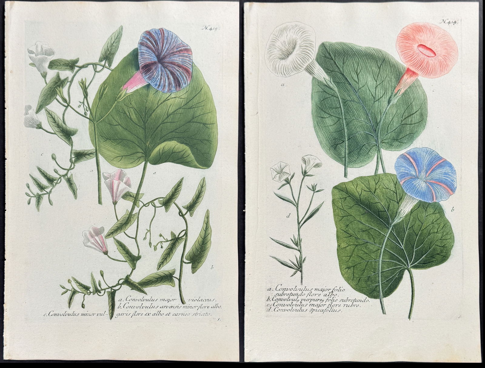 Weinmann - 6 Bindweed or Morning Glory Engravings: This beautiful botanical mezzotint is from Johann Weinmann's Phytanthoza Iconographia, sive conspectus aliquot millium, tam indigenarum quam exoticarum, ex quatuor mundi partibus... plantarum,
