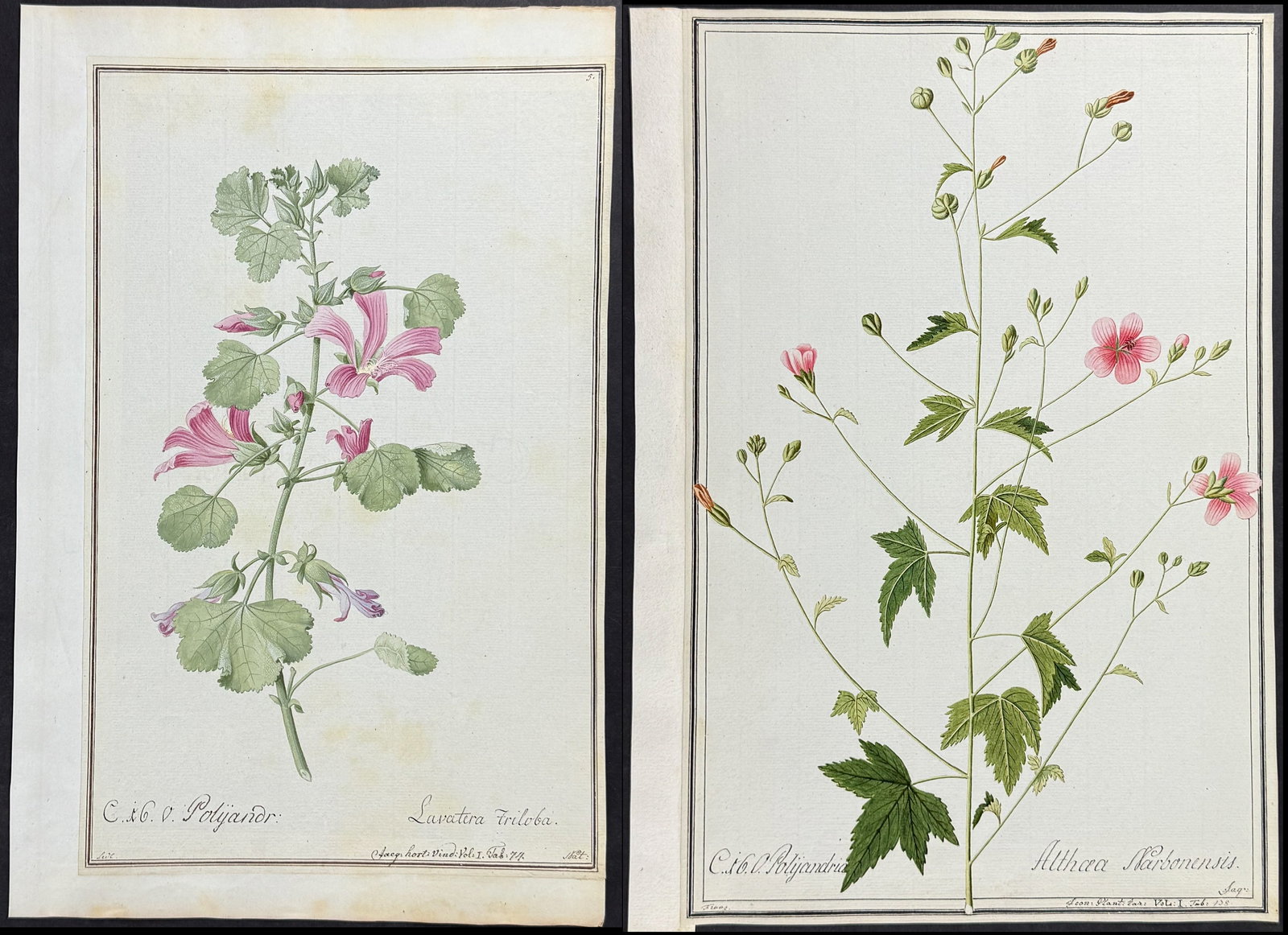 4 Original Mallow or Hollyhock Watercolors after Ledel, Nedel, Franz for Jacquin, Oeder (according: This superb original botanical watercolor is from a manuscript entitled Hortus Botanicus which illustrated plants according to the Linnaean system and Willdenow's revisions. The manuscript was