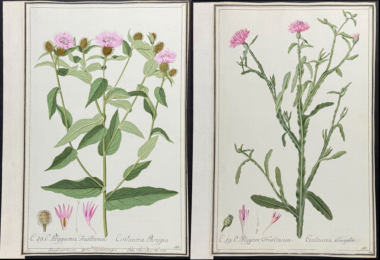 Pair of Original Cornflower or Knapweed Watercolors after Ledel for Gmelin, Knorr (according to: This superb original botanical watercolor is from a manuscript entitled Hortus Botanicus which illustrated plants according to the Linnaean system and Willdenow's revisions. The manuscript was