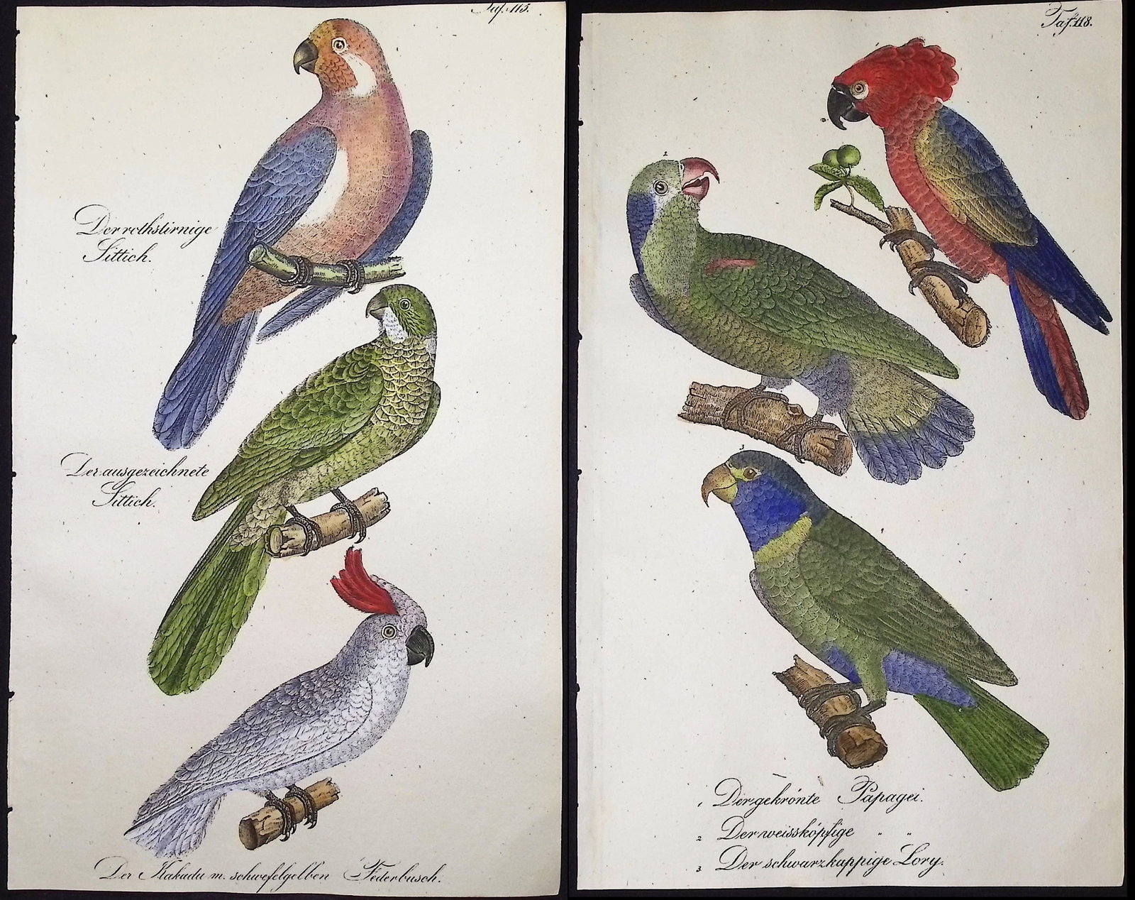 Reichenbach - Pair of Lithographs of Parrots, Cockatoo, Macaw: This lovely natural history lithograph is Anton Benedict Reichenbach's Die Naturgeschichte in getreuen Abbildungen mit Detailer Beschreibung derselben. The work was published between 1831 and 1840 in