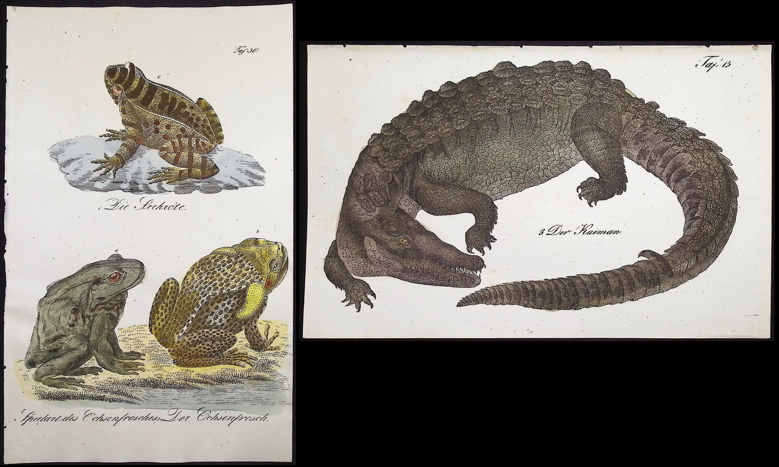 Reichenbach - Pair of Lithographs of Caiman Crocodile or Alligator & Frogs or Toads: This lovely natural history lithograph is Anton Benedict Reichenbach's Die Naturgeschichte in getreuen Abbildungen mit Detailer Beschreibung derselben. The work was published between 1831 and 1840 in