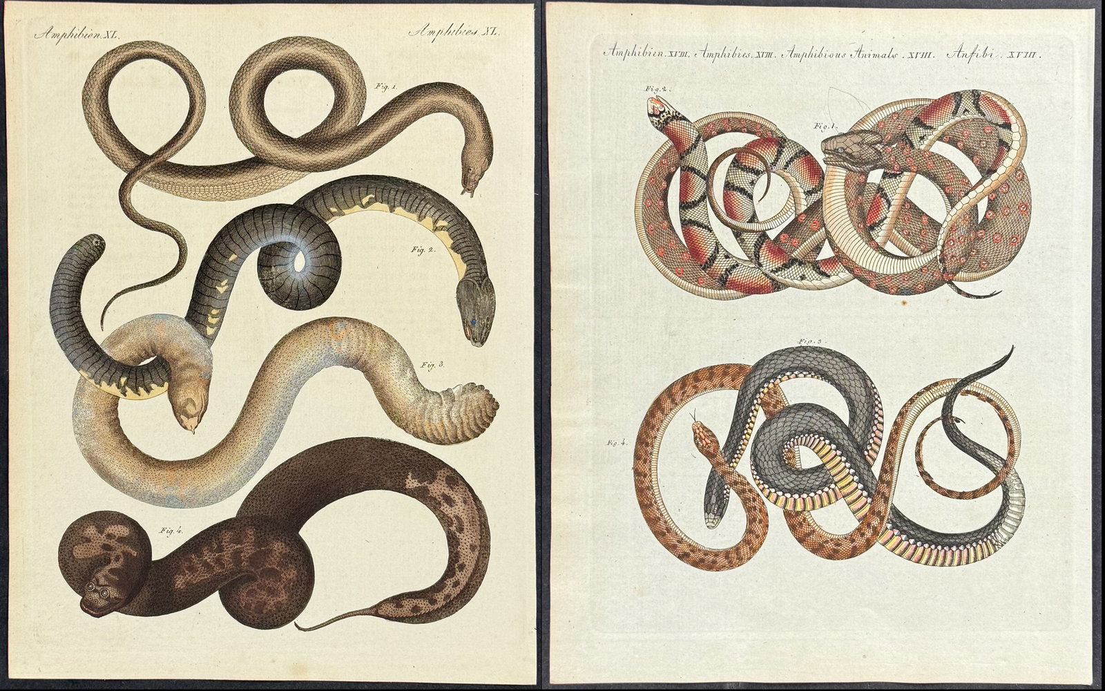 Bertuch - 5 Snake Engravings: This attractive originally hand-colored engraving is from Friedrich Justin Bertuch's Bilderbuch fur Kinder enthaltend eine angenehme Sammlung von Thieren, Pflanzen, Blumen, Fruchten, Mineralien,