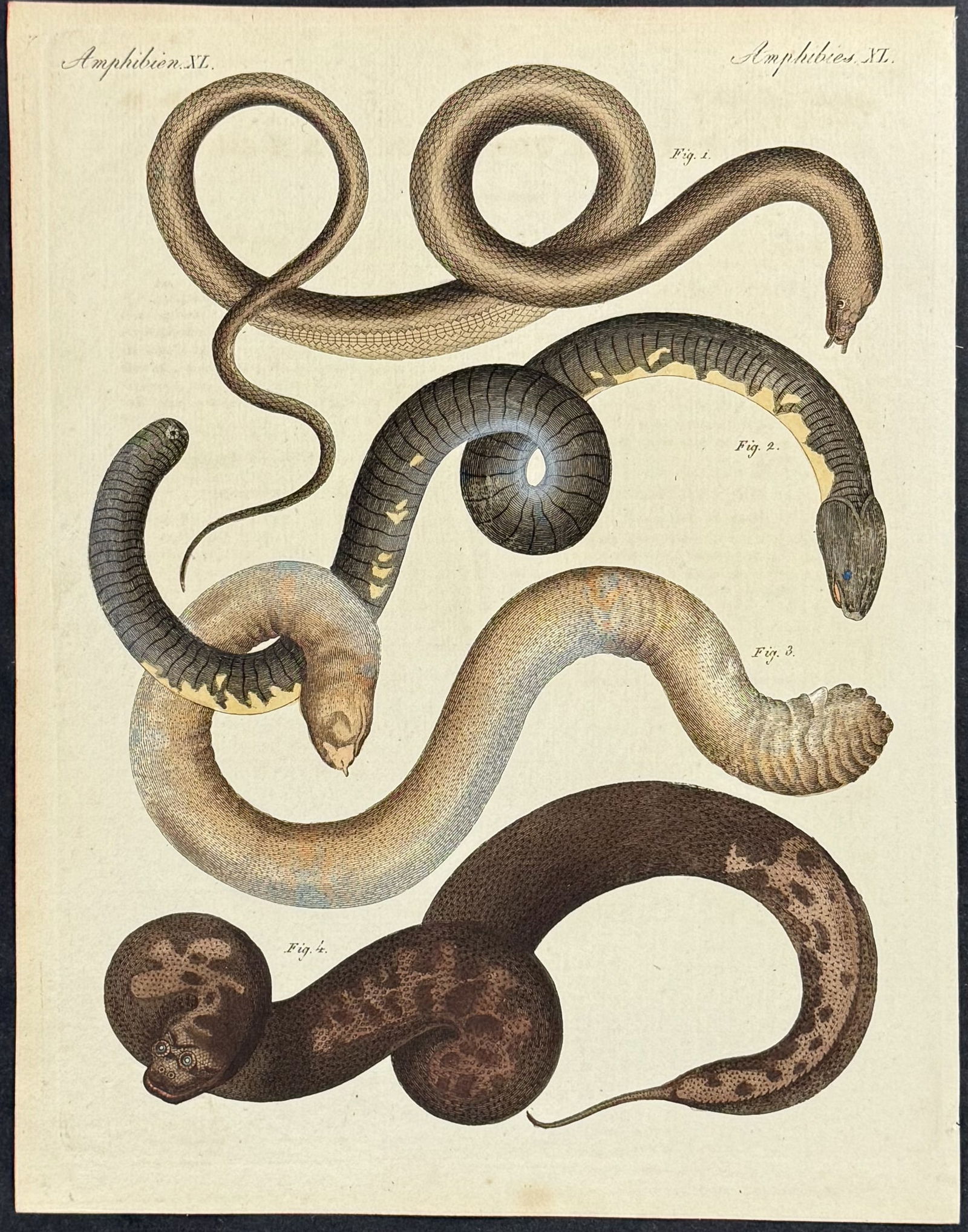 Bertuch - 5 Snake Engravings - 2