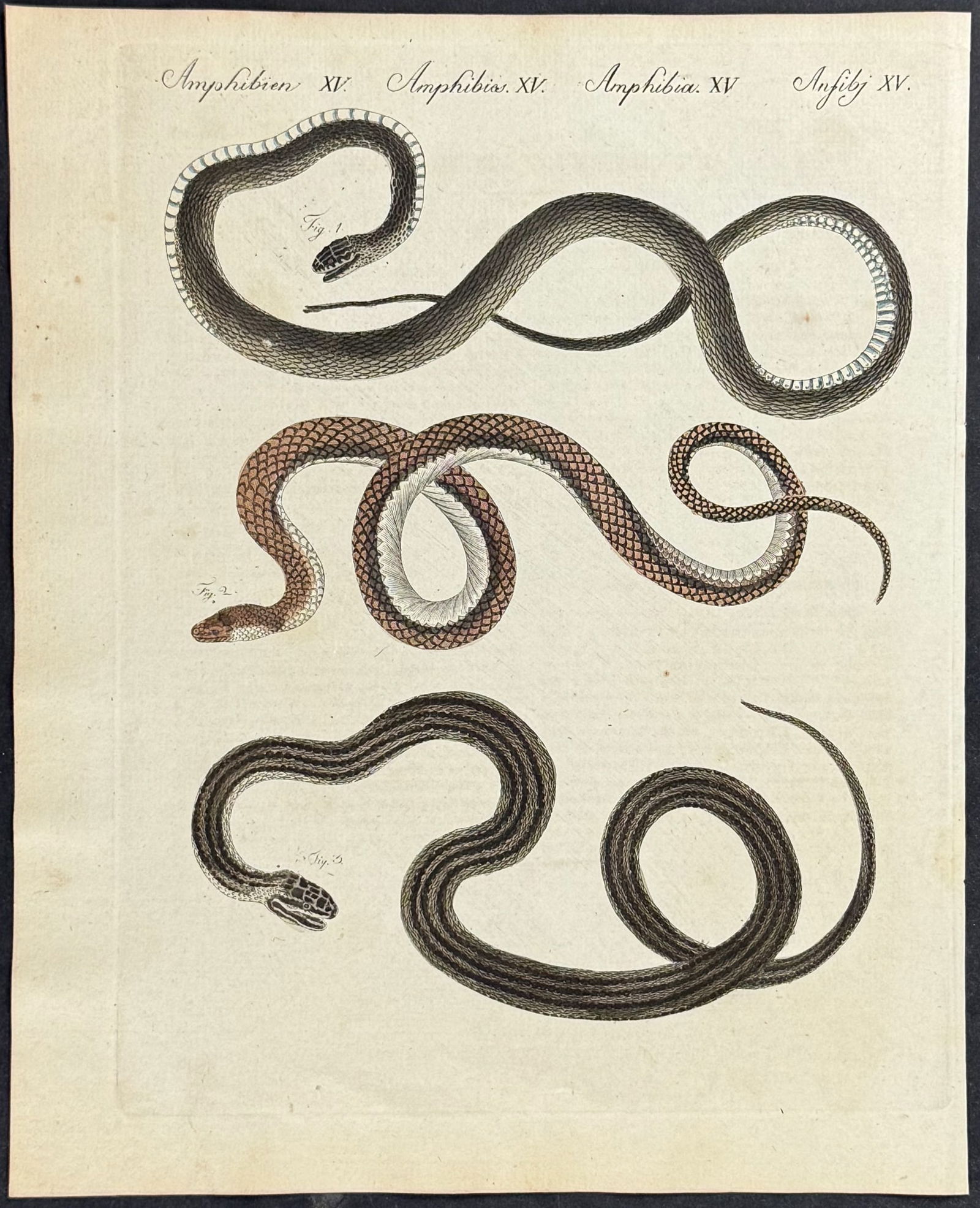 Bertuch - 5 Snake Engravings - 3