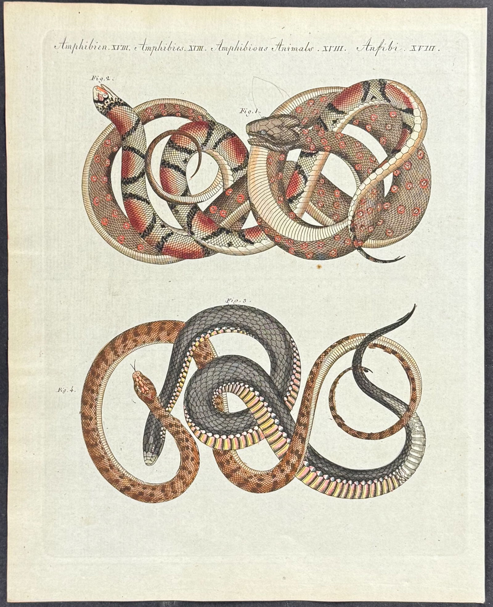 Bertuch - 5 Snake Engravings - 4