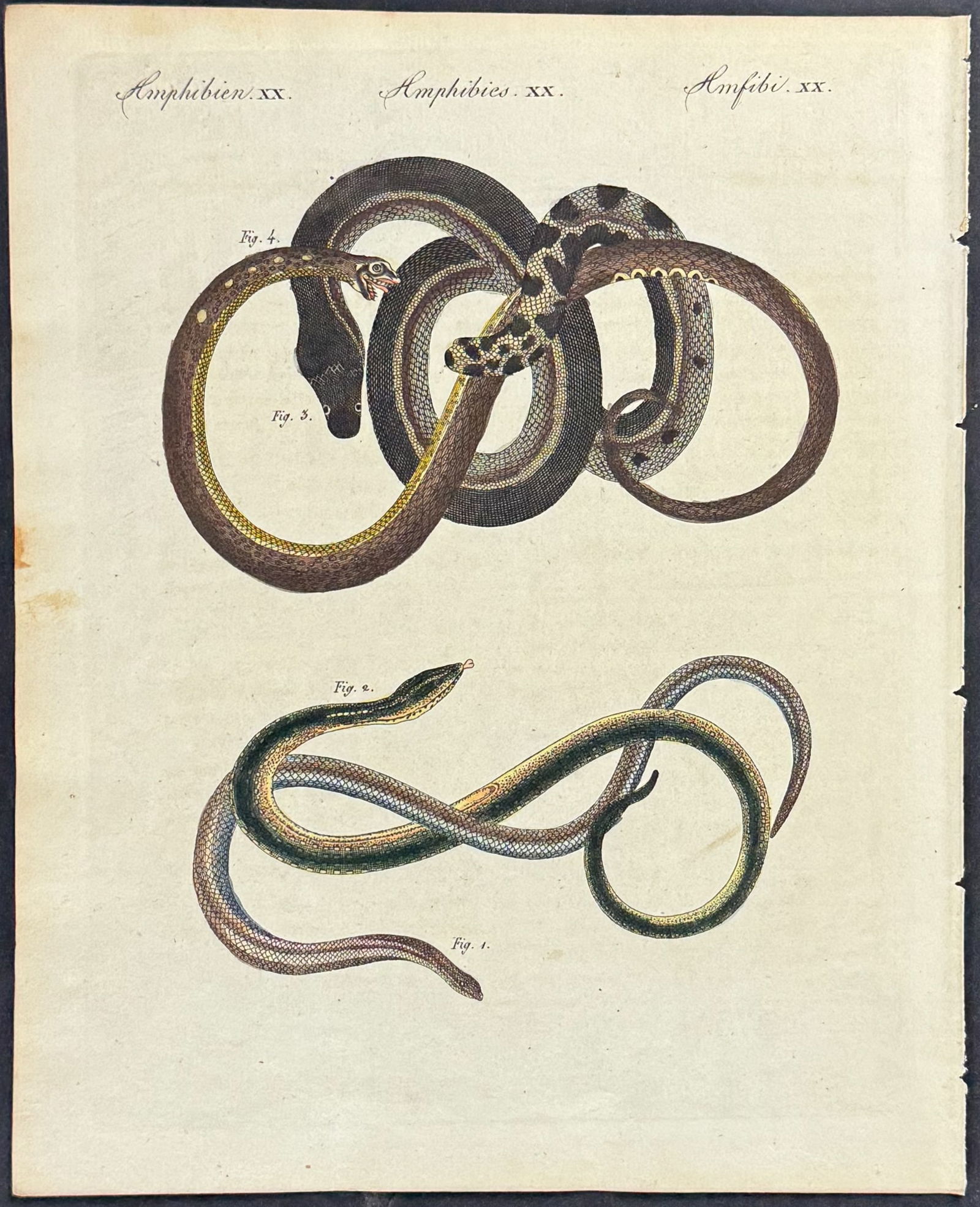 Bertuch - 5 Snake Engravings - 5