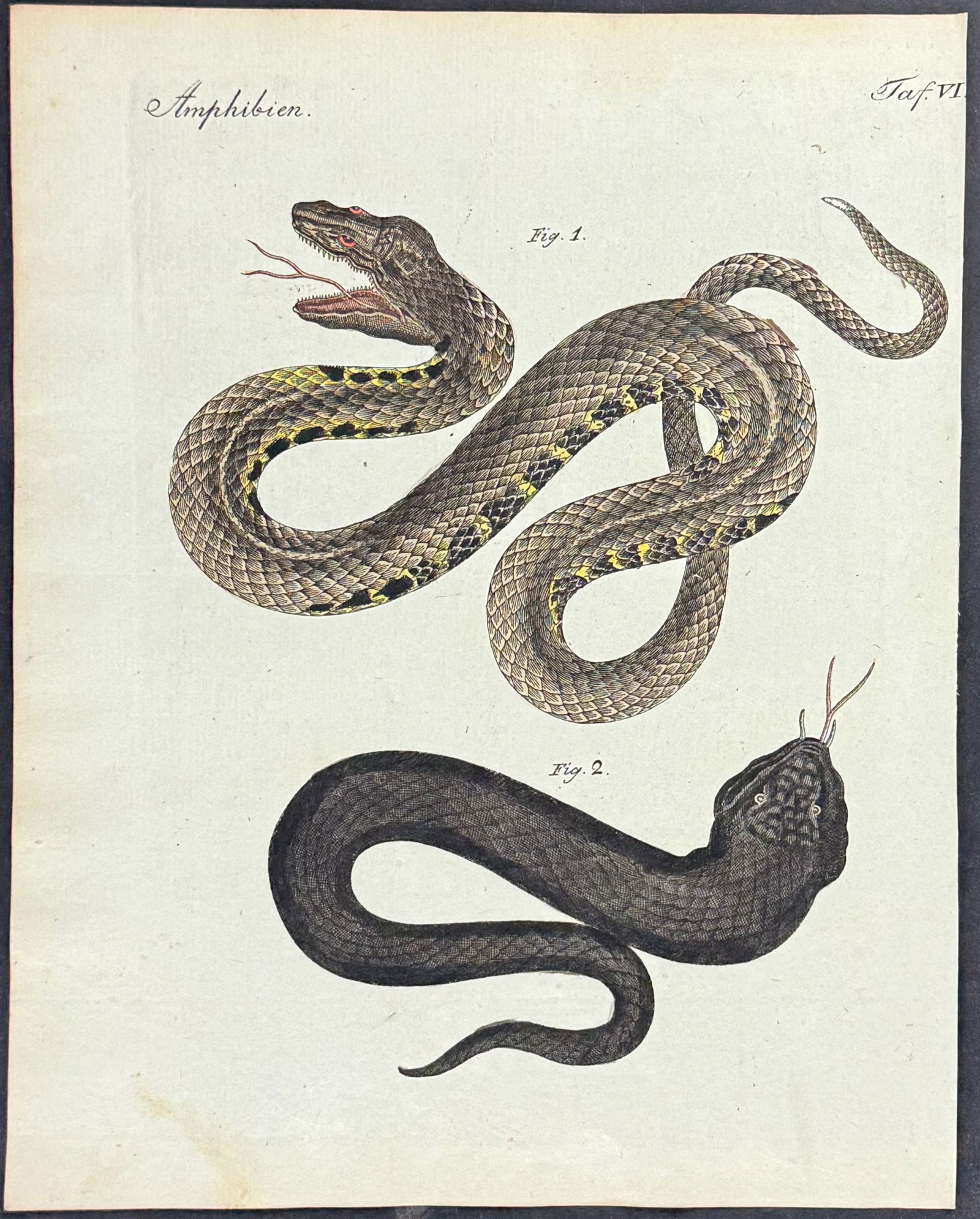 Bertuch - 5 Snake Engravings - 6