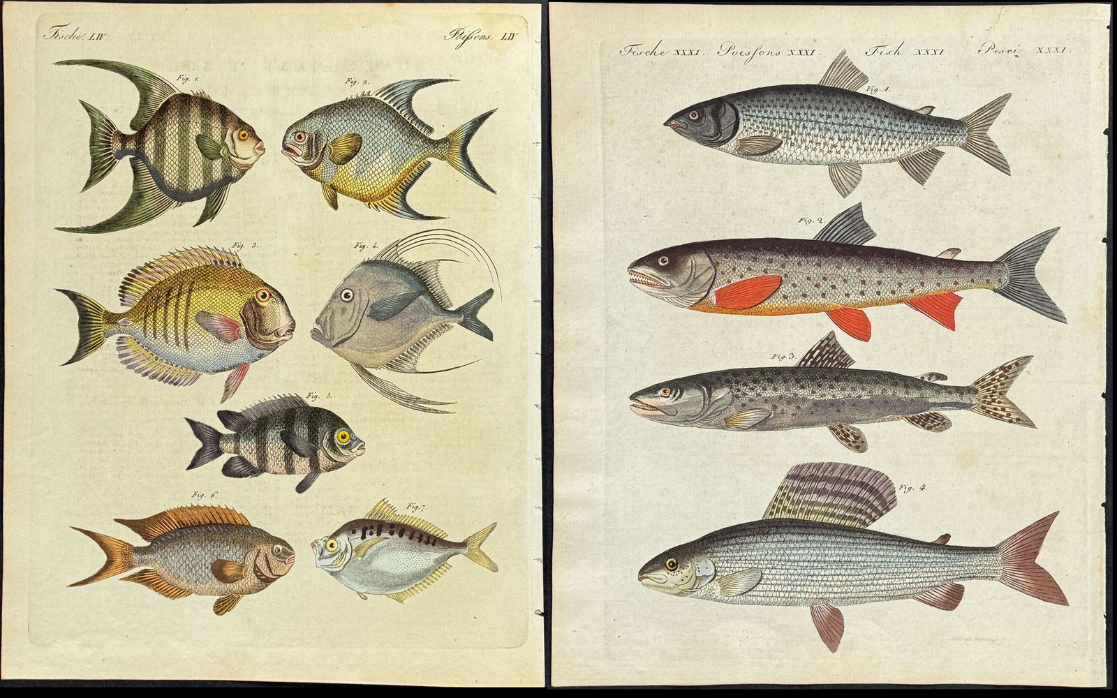Bertuch - 6 Fish Engravings (1 of 7)