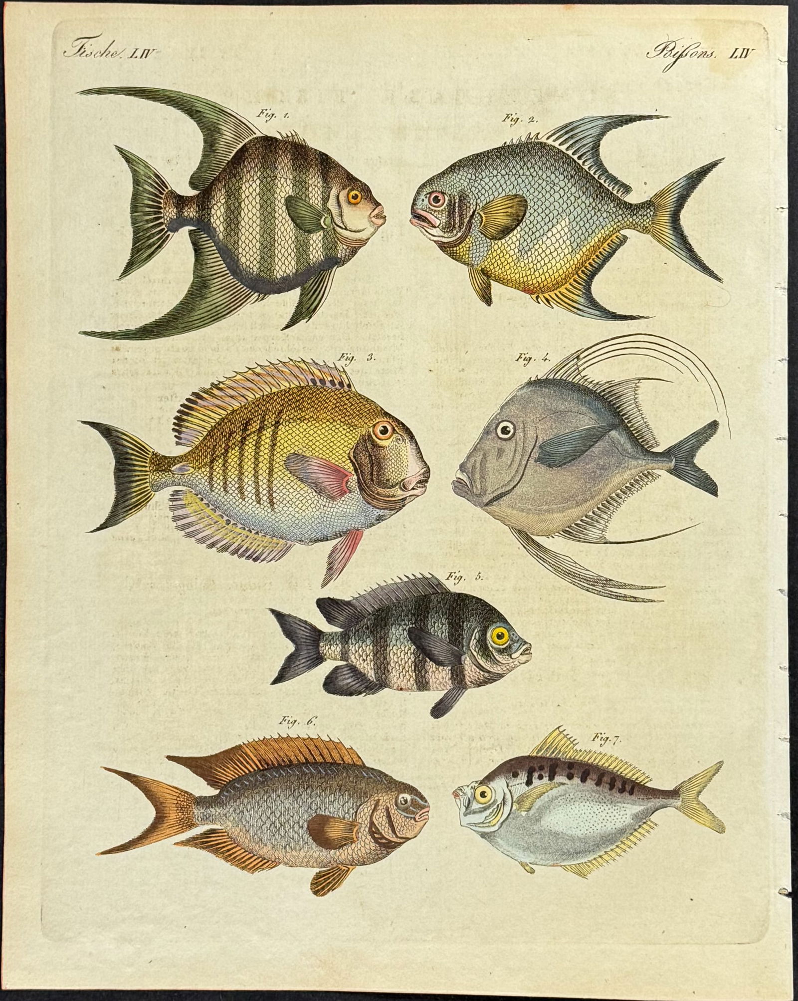 Bertuch - 6 Fish Engravings - 2