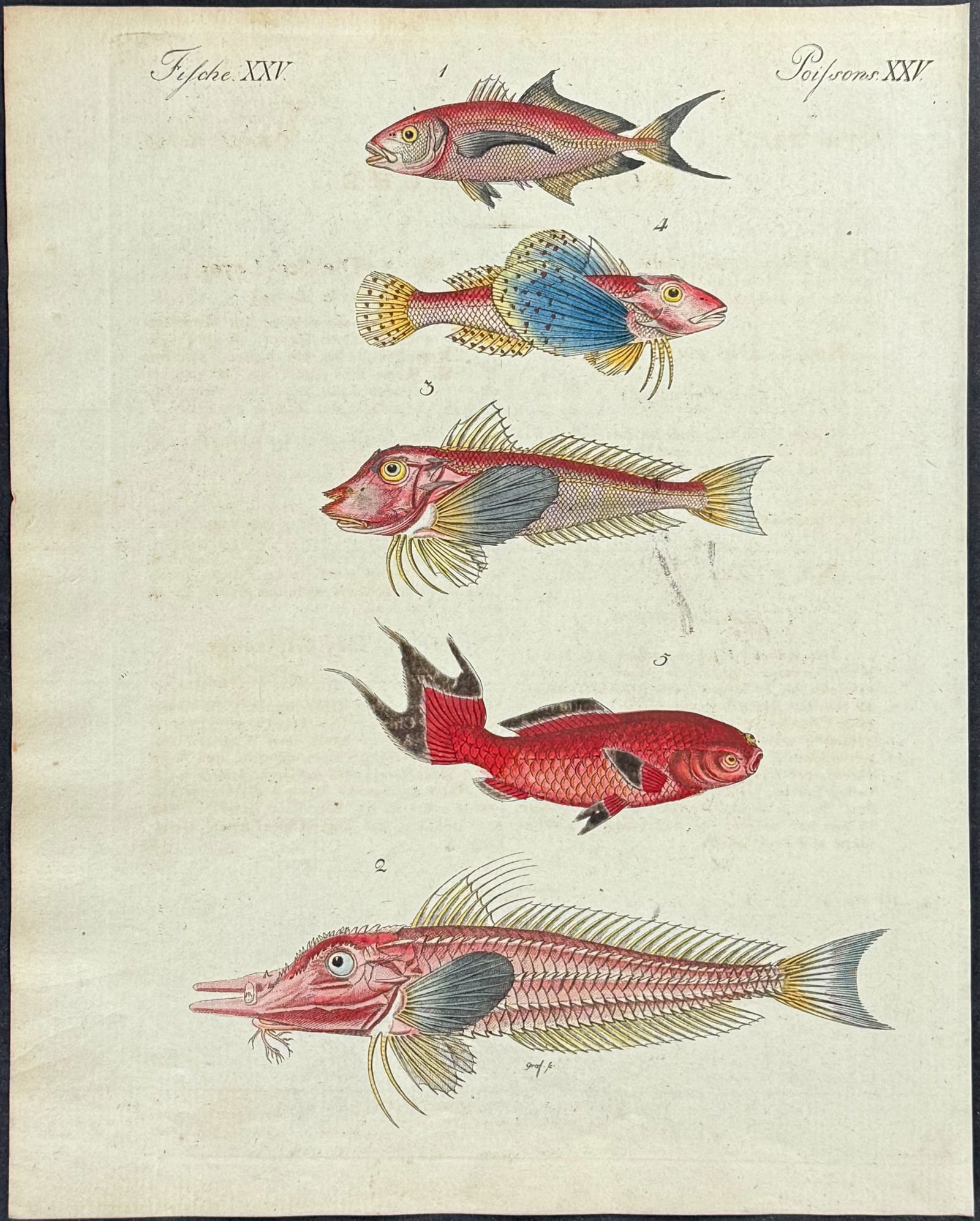 Bertuch - 6 Fish Engravings - 3