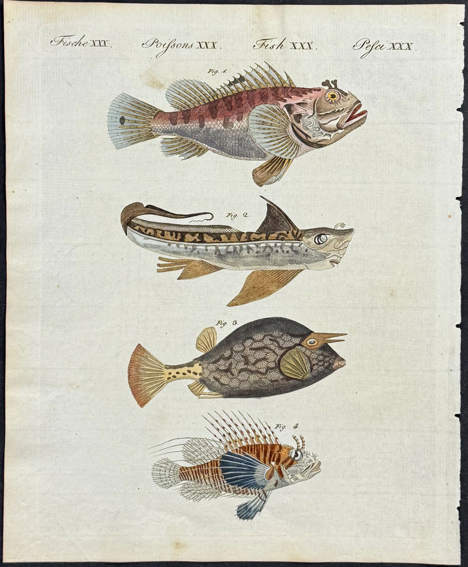 Bertuch - 6 Fish Engravings - 4