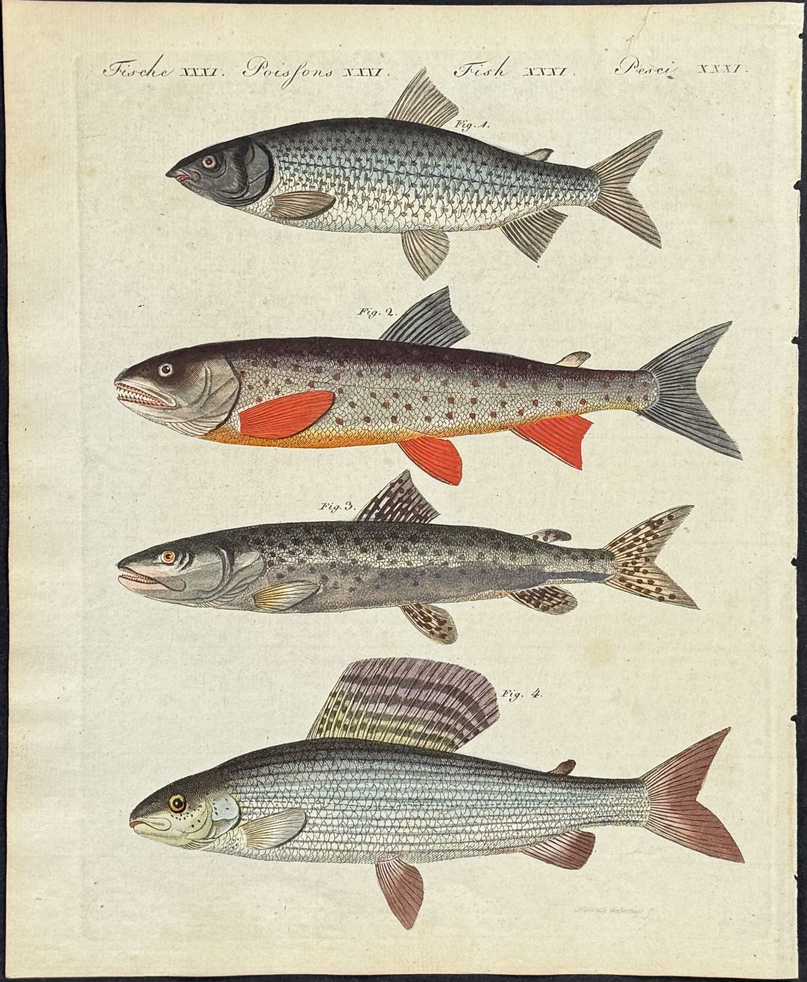 Bertuch - 6 Fish Engravings - 5