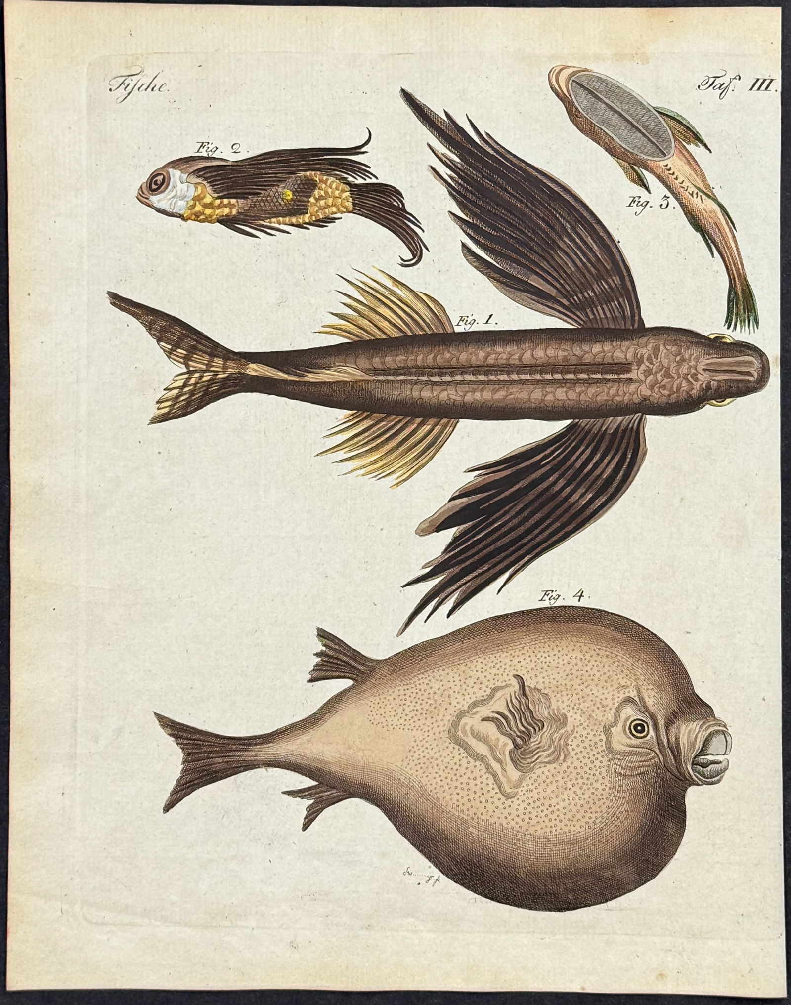 Bertuch - 6 Fish Engravings - 6