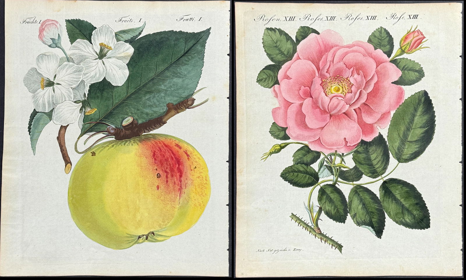 Bertuch - 4 Botanical Engravings (Apple, Corn, Grapes, Roe): This attractive originally hand-colored engraving is from Friedrich Justin Bertuch's Bilderbuch fur Kinder enthaltend eine angenehme Sammlung von Thieren, Pflanzen, Blumen, Fruchten, Mineralien,