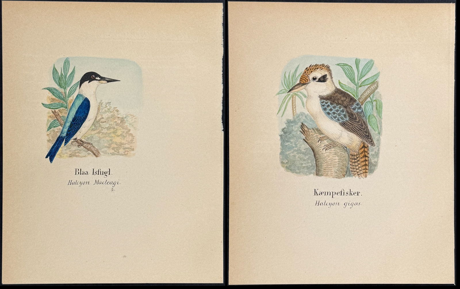 Pair of Original Watercolors of Kingfishers: Included in this lot: Kingfisher [Halcyon gigas] Forest Kingfisher [Halcyon macleagi] Description of the work: This lovely original watercolor was done in Denmark between 1890 and 1893. The