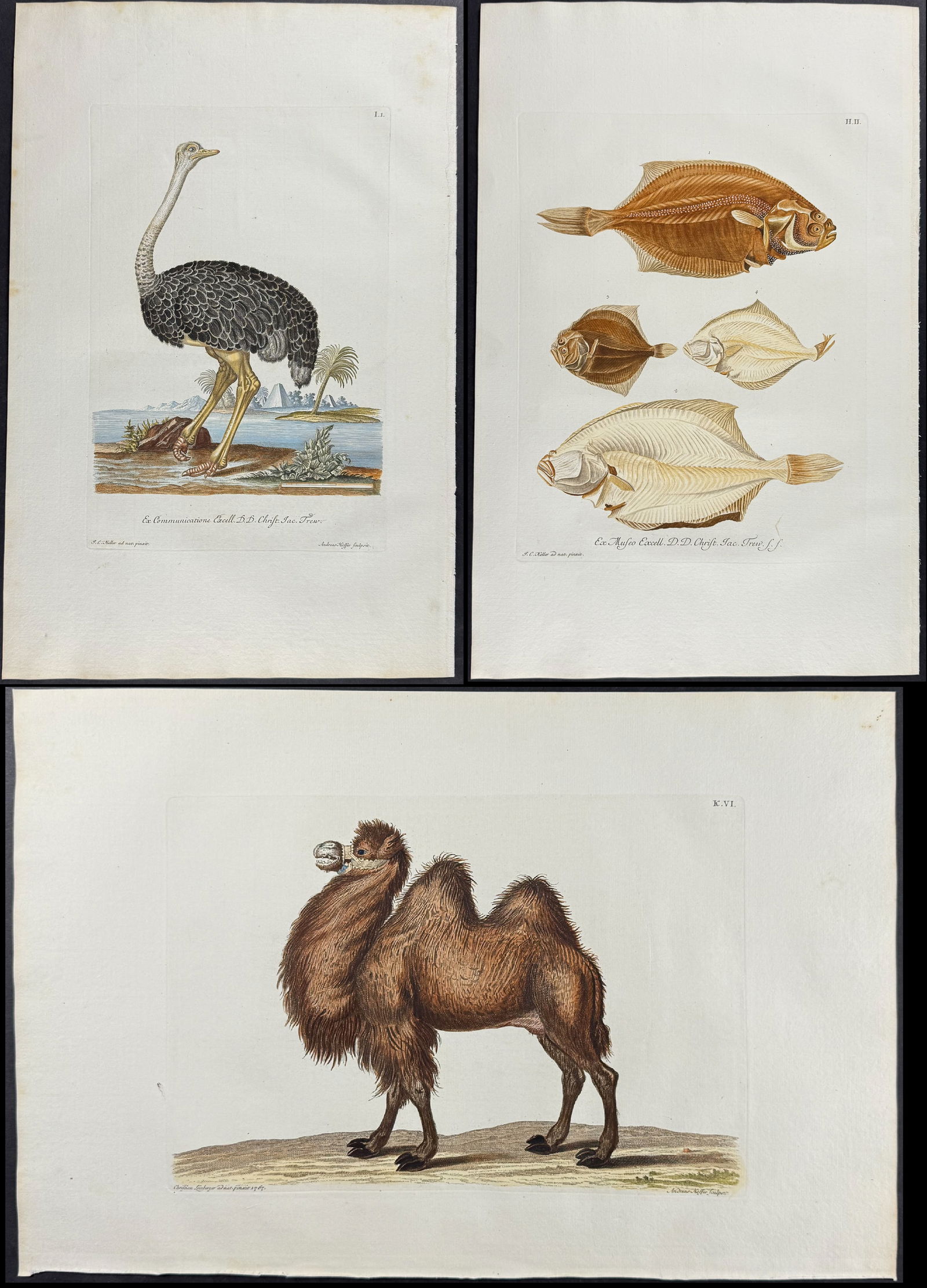 Knorr - Lot of 32 Natural History Engravings: This super, originally hand-colored engraving is from Georg Wolfgang Knorr?s Deliciae Naturae Selectae Oder Auserlefenes Nat?ralien-Cabinet or Selected Delights of Nature, or the Exquisite