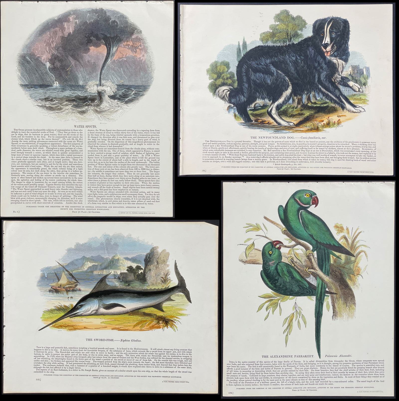 Whymper - Large Lot of 115 Natural History Plates: This natural history print is from Plates Illustrative of Natural History published by R. Clay for the Society of Promoting Christian Knowledge. The illustration is after Josiah Wood Whymper. It was