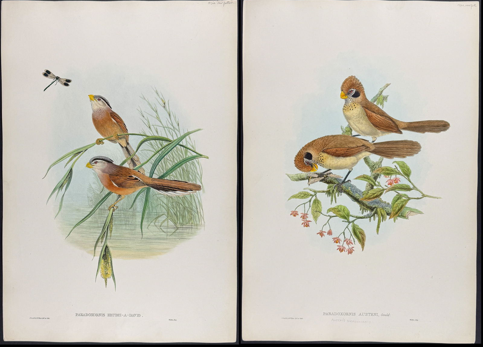 Gould, Asia - Pair of Bird Lithographs: Parrotbill: Included in this lot: Reed Parrotbill [Paradoxornis Heudei-a-david] (Nomenclature before correction) Austen's Paradoxornis [Paradoxornis Austeni] Description of the work: This remarkable