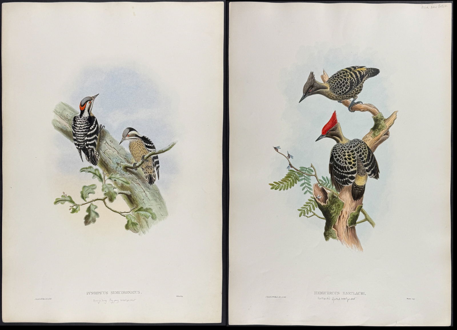 Gould, Asia - 4 Pygmy Woodpecker Lithographs: Included in this lot: Swinhoe's Pygmy Woodpecker [Iyngipicus Scintilliceps] Darjiling Pygmy Woodpecker [Iyngipicus Semicoronatus] Hartlaub's Spotted Woodpecker [Hemicercus Hartlaubi] Ramsay's Pygmy