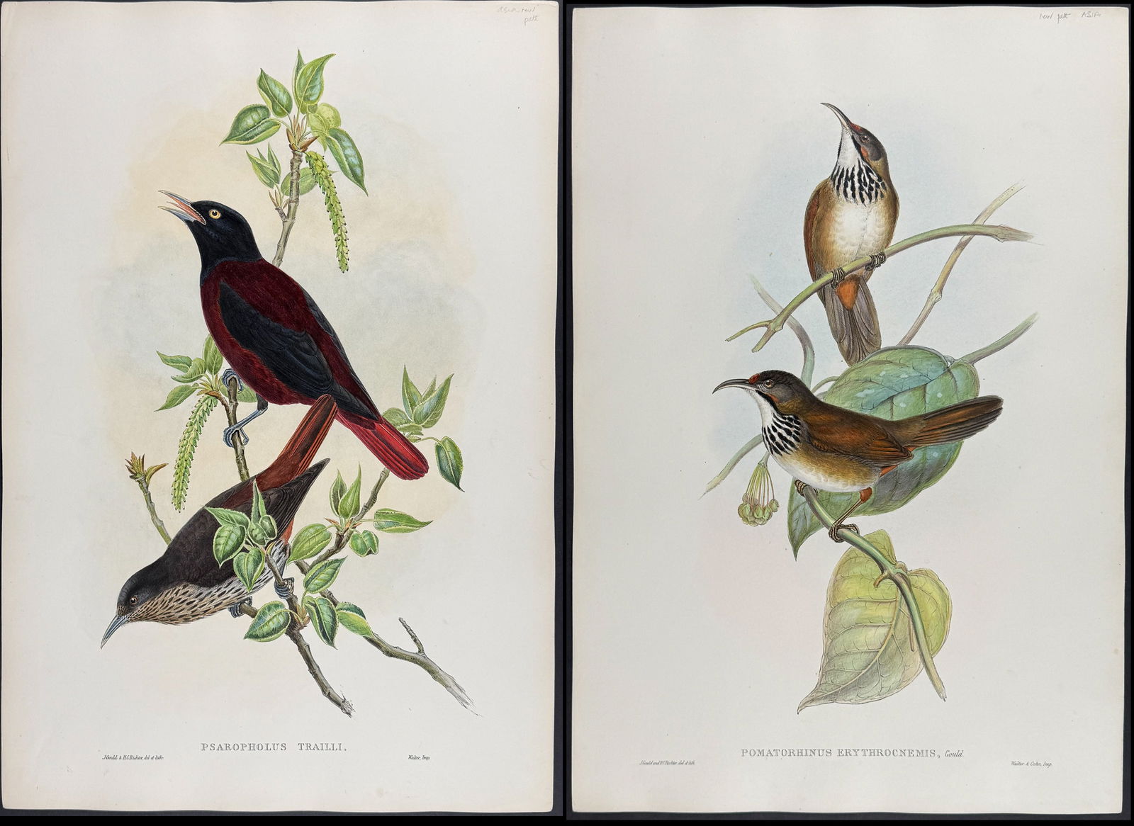 Gould, Asia - Pair of Bird Lithographs: Oriole & Pomatorhinus: Included in this lot: Maroon Oriole [Psaropholus Trailli] Red-kneed Pomatorhinus [Pomatorhinus Erythrocnemis] Description of the work: This remarkable ornithology lithograph with hand-finished