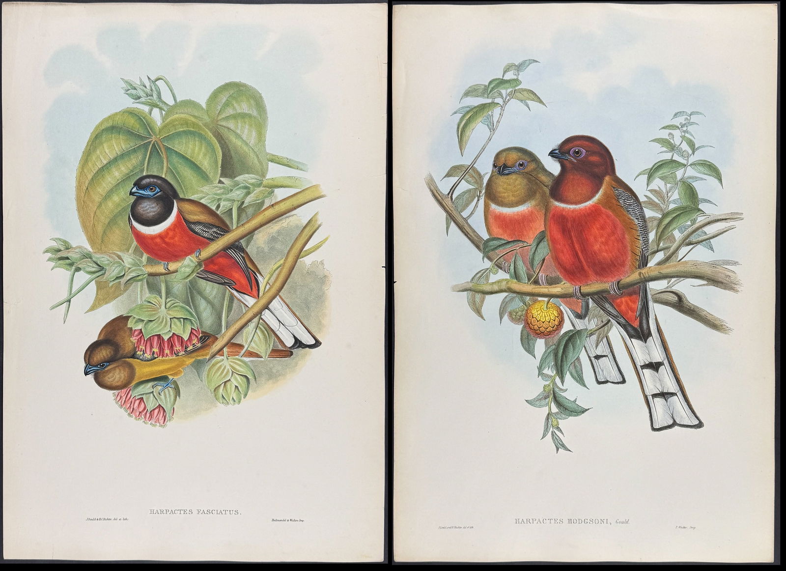 Gould, Asia - 3 Bird Lithographs (Minavet & Trogon): Included in this lot: Gray-chinned Minavet [Pericrocotus Solaris] Malabar Trogon [Harpactes Fasciatus] Hodgson's Trogon [Harpactes Hodgsoni] Description of the work: This remarkable ornithology