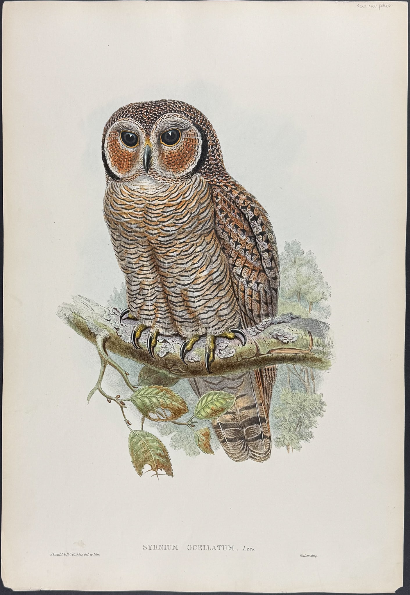 Gould, Asia - Mottled or Speckled Wood Owl [Syrnium Ocellatum]: This remarkable ornithology lithograph with hand-finished color is from the esteemed John Gould?s Birds of Asia published in London between 1850 and 1883. Henry Sotheran & Co purchased all of the