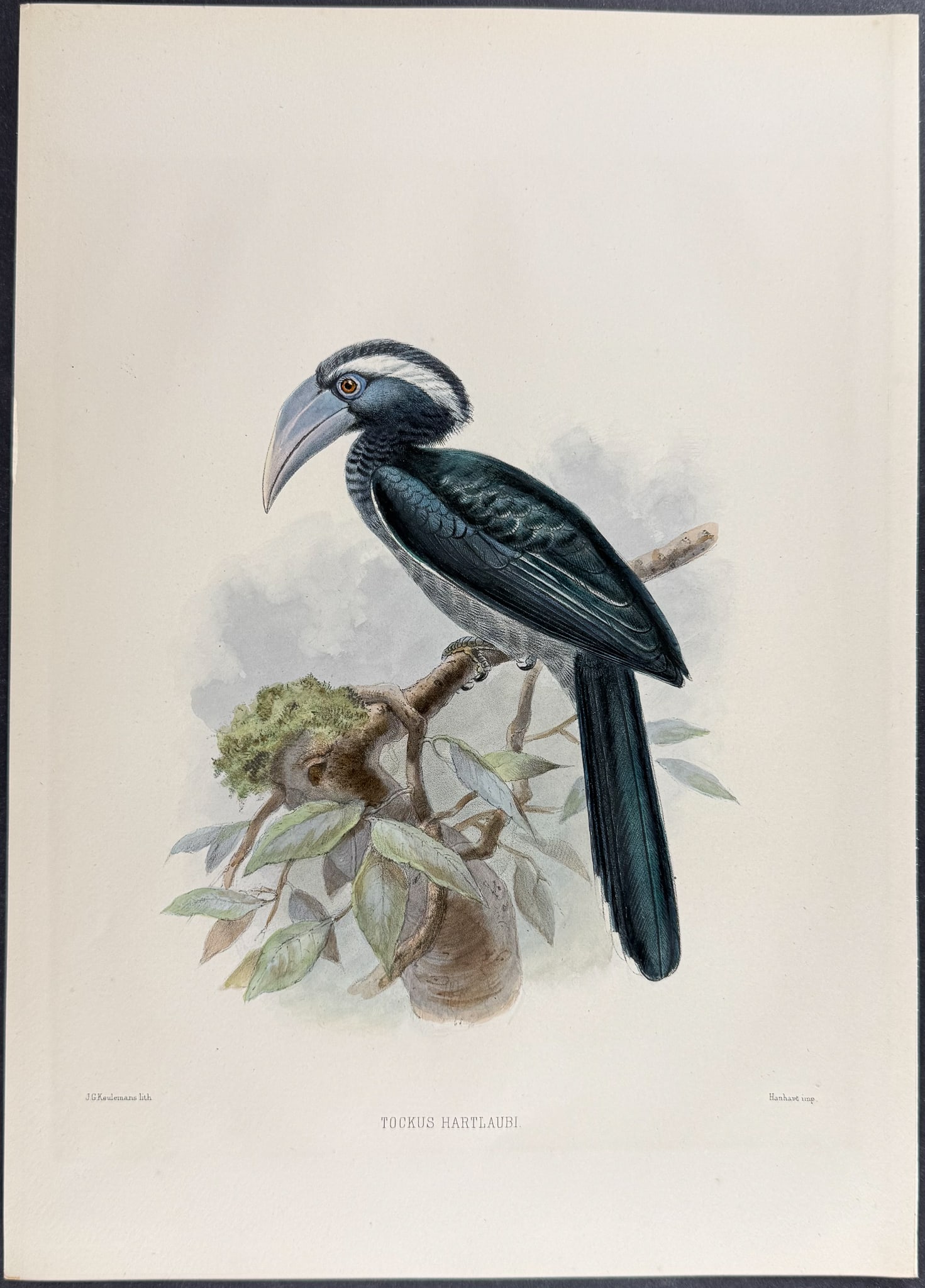 Elliot & Keulemans - Hartlaub's Hornbill: This beautiful hornbill lithograph is from Daniel Giraud Elliot's A Monograph of the Bucerotidae, or Family of the Hornbills. The work was published in New York by Taylor & Francis of London between