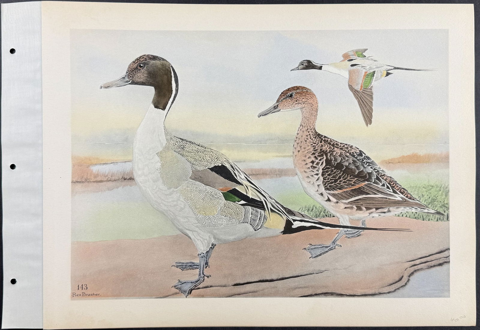 Brasher - 6 Duck Prints - 2