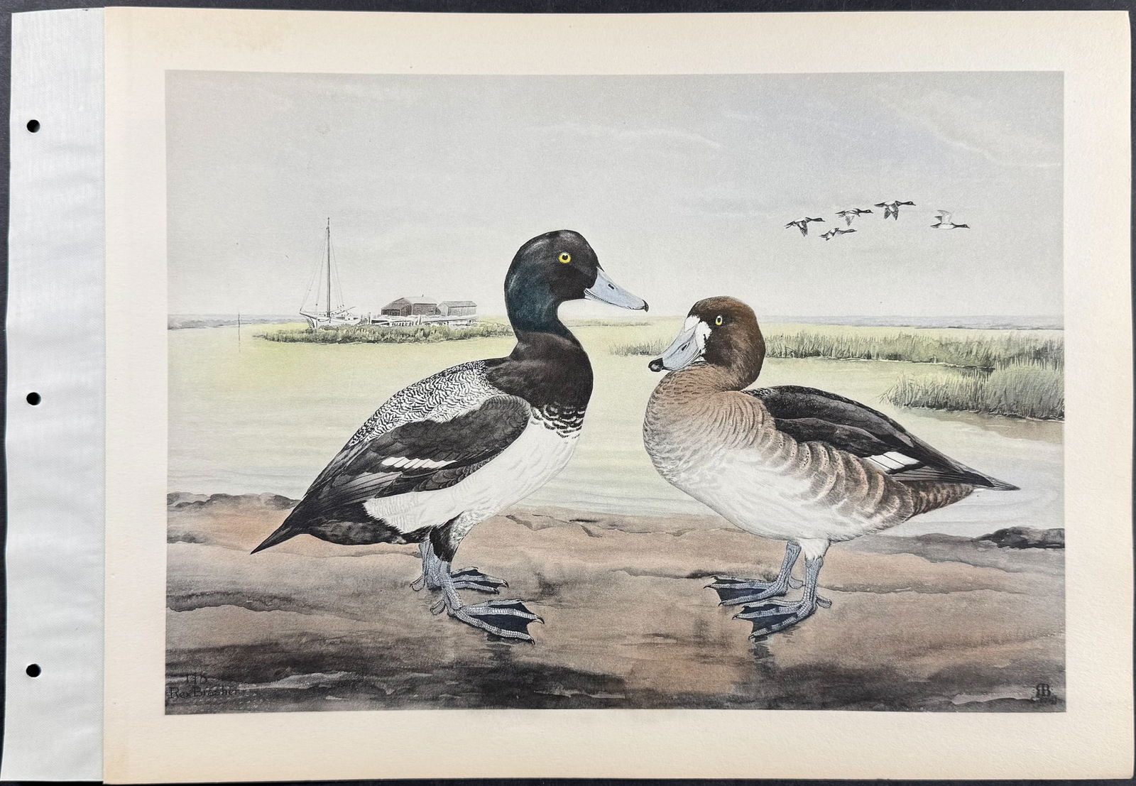 Brasher - 6 Duck Prints - 3