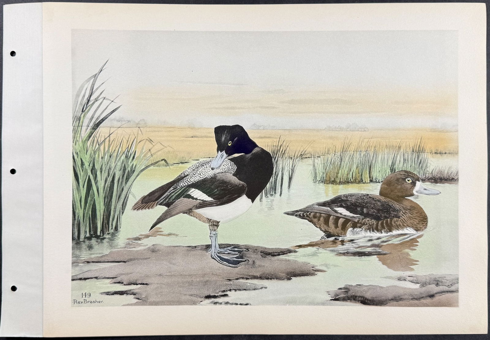 Brasher - 6 Duck Prints - 4