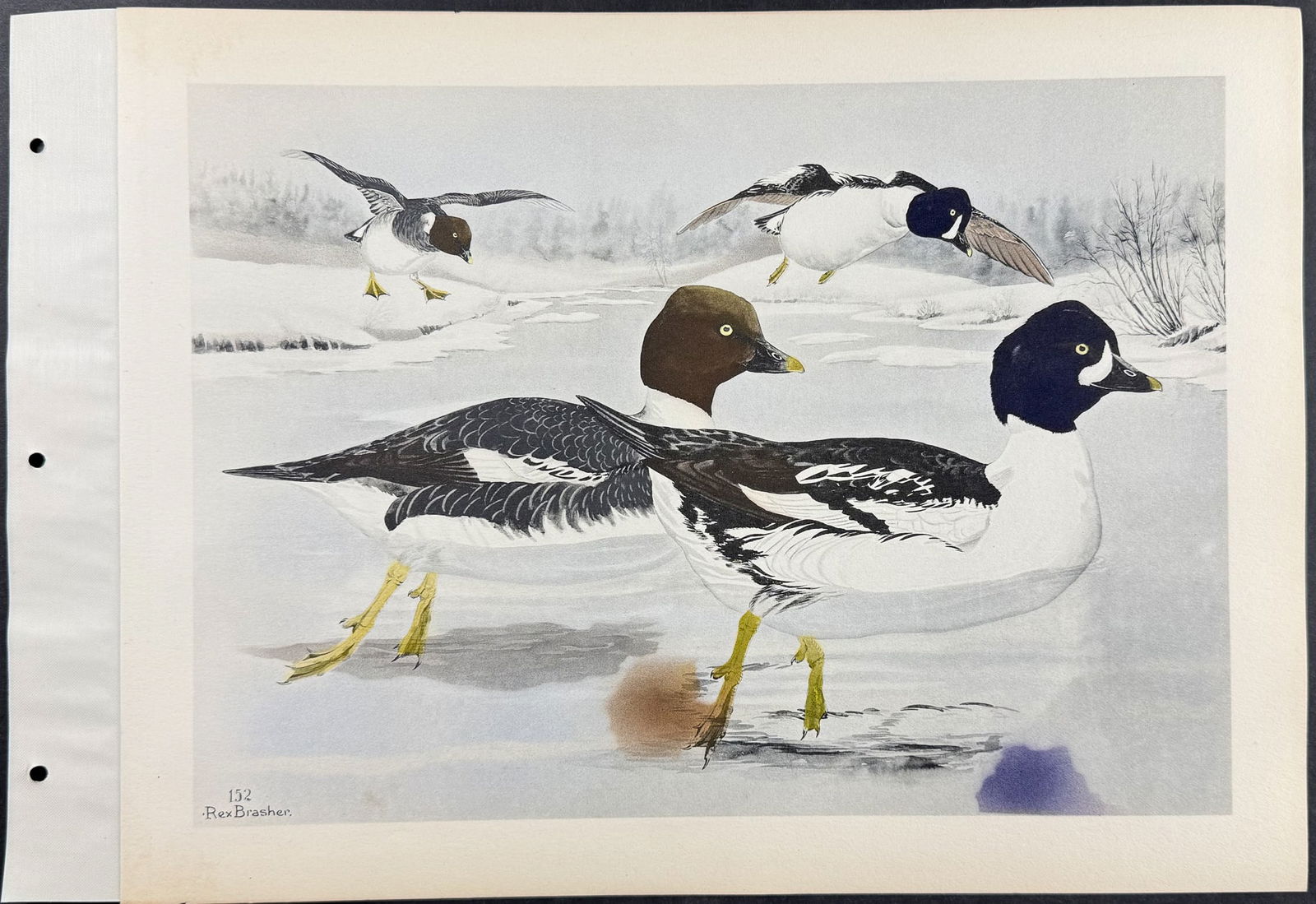 Brasher - 6 Duck Prints - 7