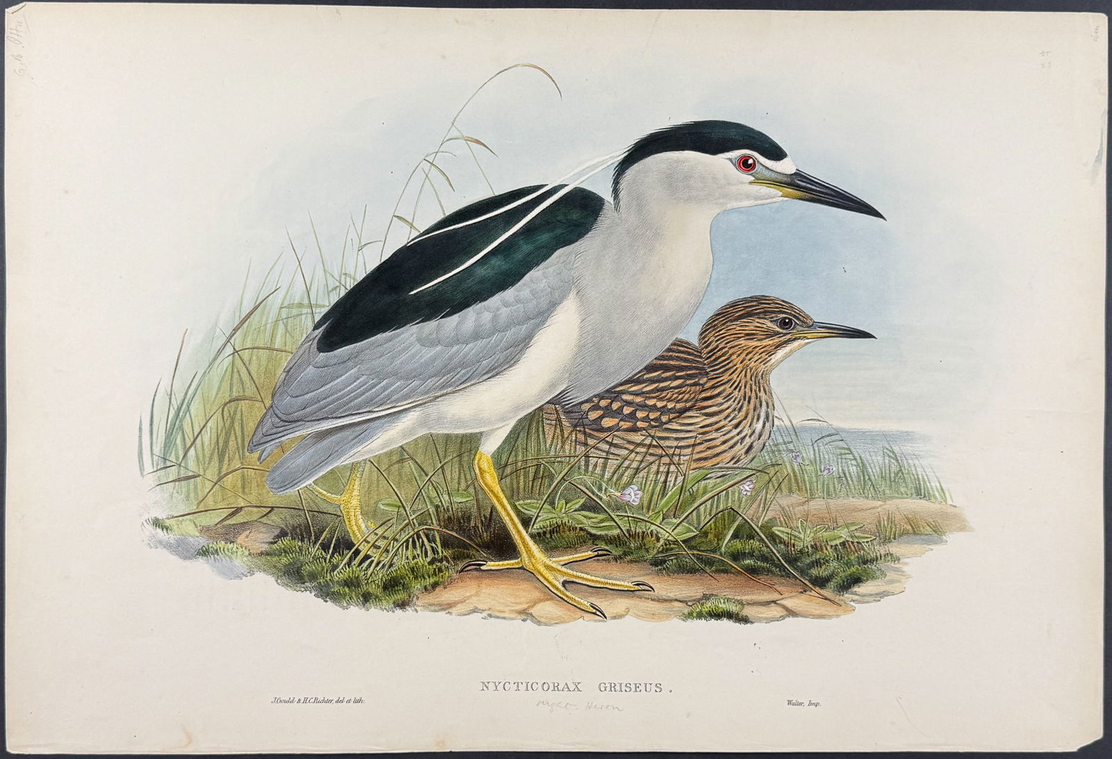 Gould, Great Britain - Night Heron [Nycticorax Griseus] (1 of 1)