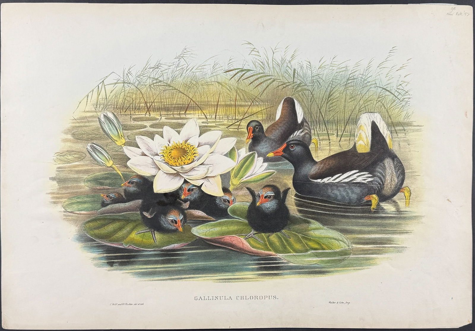 Gould, Great Britain - Common Morehen or Gallinule [Gallinula Chloropus]: This remarkable folio lithograph with hand-finished color is from the esteemed John Gould?s Birds of Great Britain. The work was published in London between 1862 and 1873. The plate available here