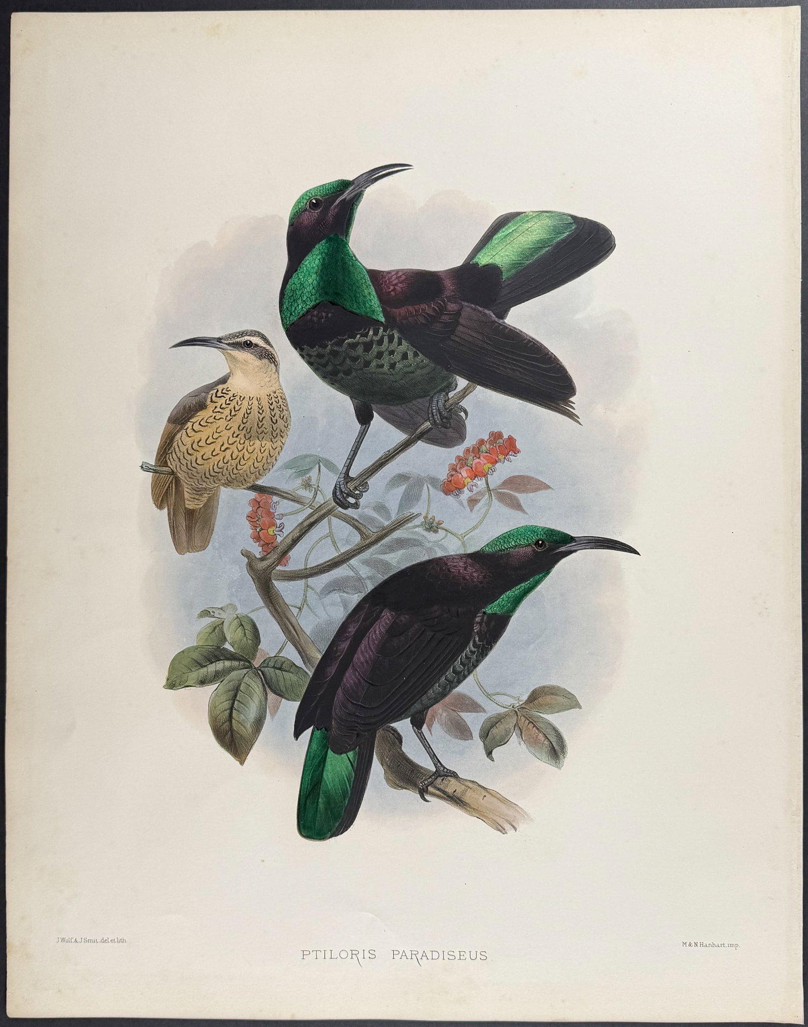 Elliot - Paradise Rifle-Bird: This stunning folio lithograph is from Daniel Giraud Elliot's A Monograph of the Paradiseidae, or Birds of Paradise. The work was published in London by the Elliot for subscribers in 1873. Each