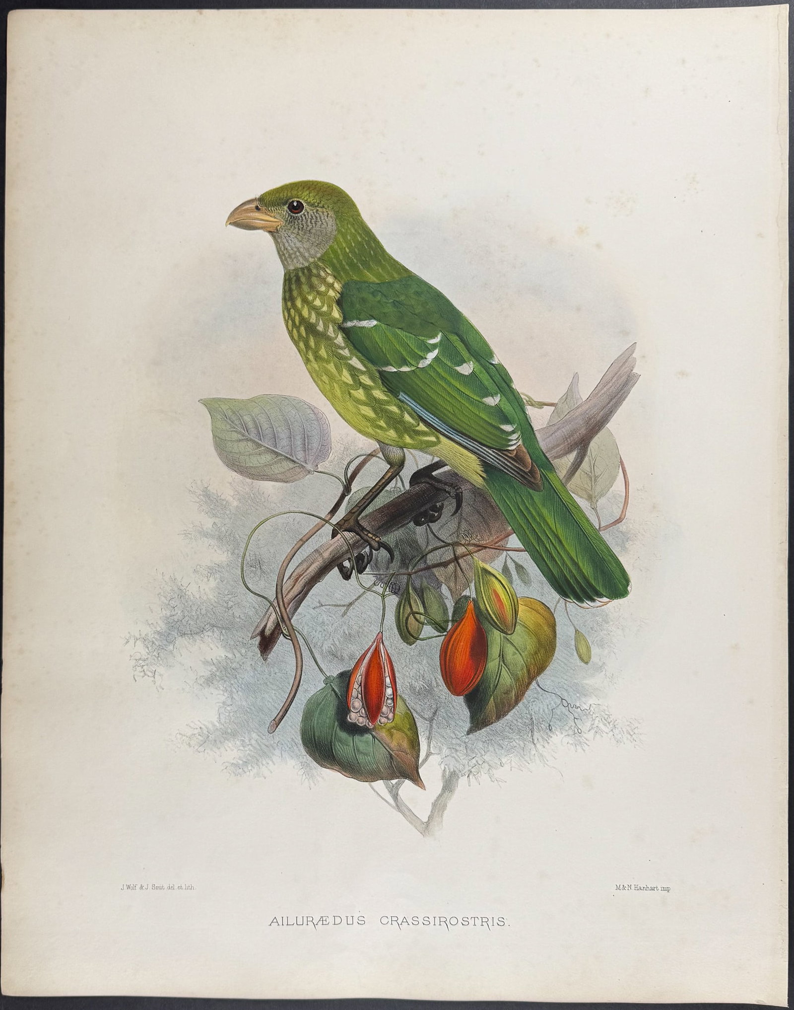 Elliot - Large-bill Cat Bird (1 of 1)