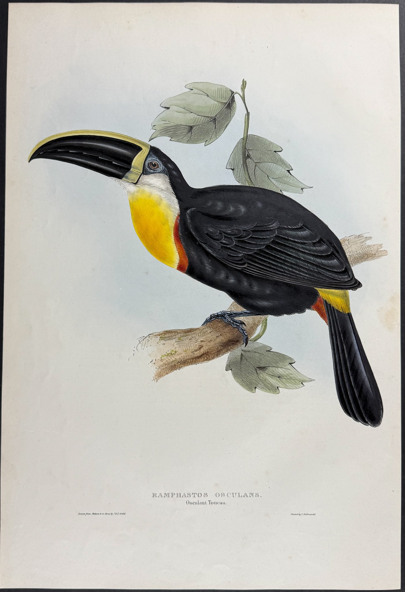 Gould - Osculant Toucan: This exquisite lithograph is from the first edition of John Gould's A Monograph of the Ramphastidae, or Family of Toucans. The work was published in London between 1833 and 1835. Many consider this