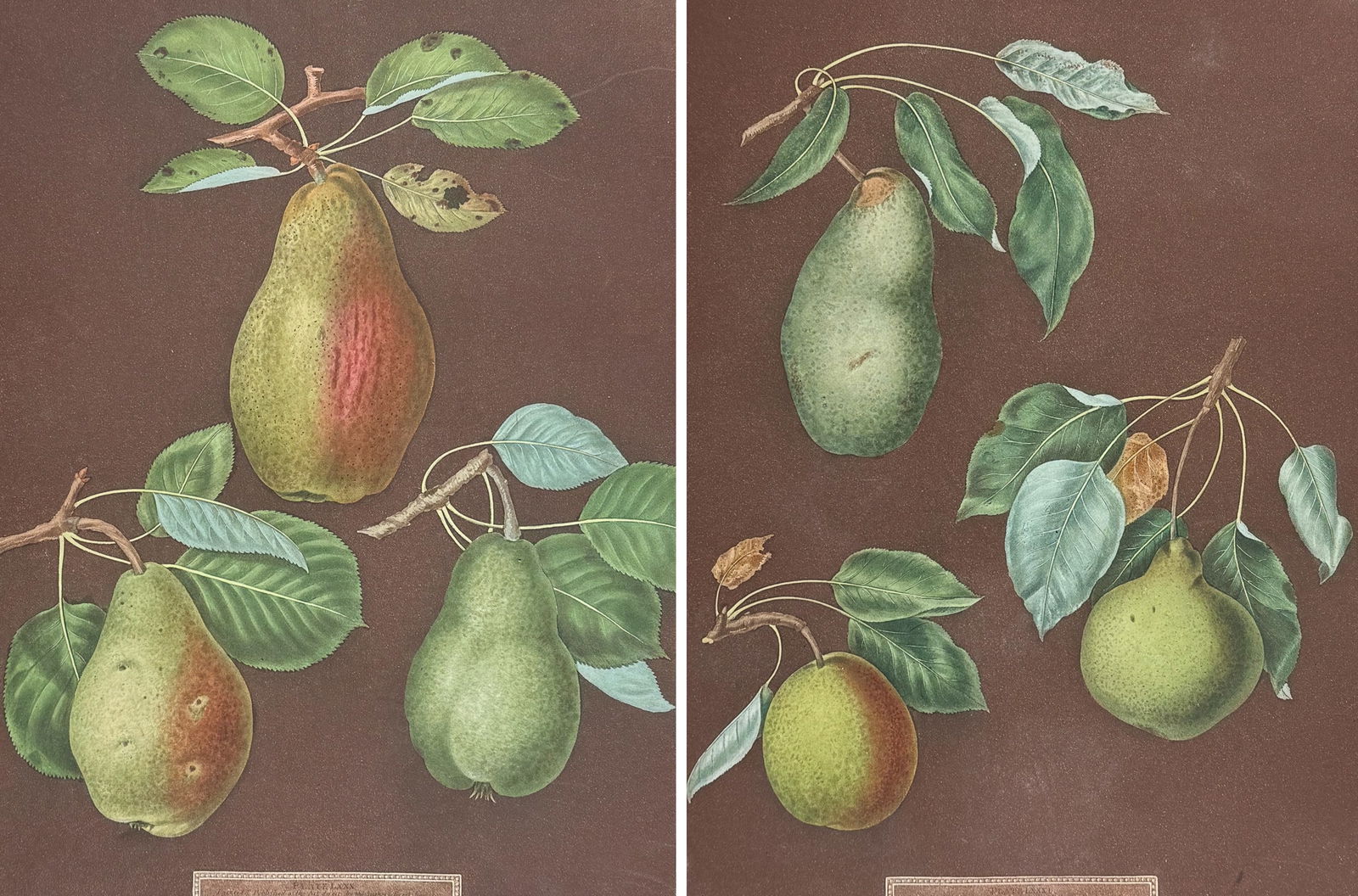 Brookshaw, Folio - Pair of Pear Engravings: This remarkable, large folio fruit engraving is from George Brookshaw's Pomona Britannica, or a Collection of the Most Esteemed Fruits at present cultivated in the country; together with the Blossoms