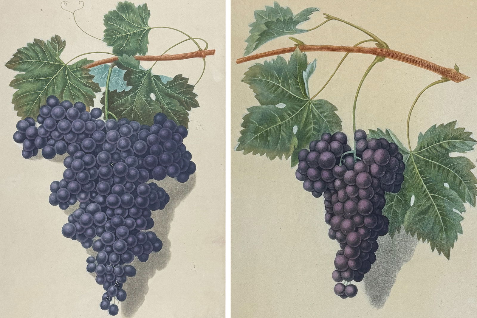 Brookshaw, Folio - Pair of Grape Engravings: This remarkable, large folio fruit engraving is from George Brookshaw's Pomona Britannica, or a Collection of the Most Esteemed Fruits at present cultivated in the country; together with the Blossoms