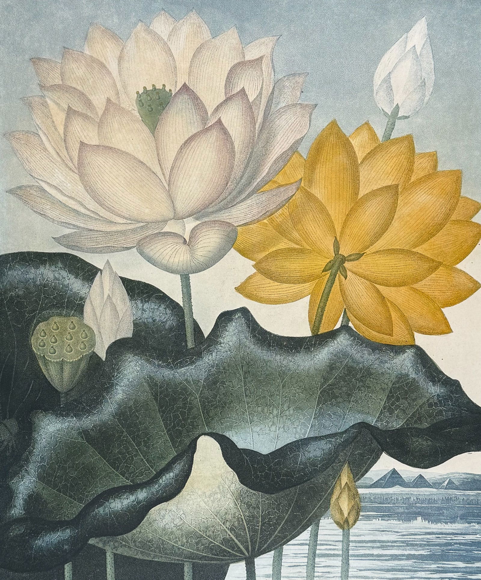 Thornton, Folio - The Sacred Egyptian Bean (Water Lily) (1 of 2)