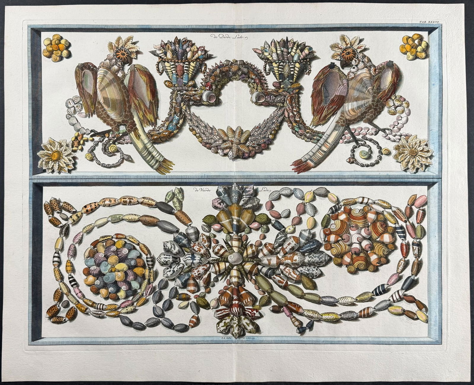 Seba - Shells. 36: This artistically composed, scientific folio engraving is from Albertus Seba?s Locupletissimi rerum naturalium thesauri accurata descriptio, et iconibus artificiosissimis expressio, per universam