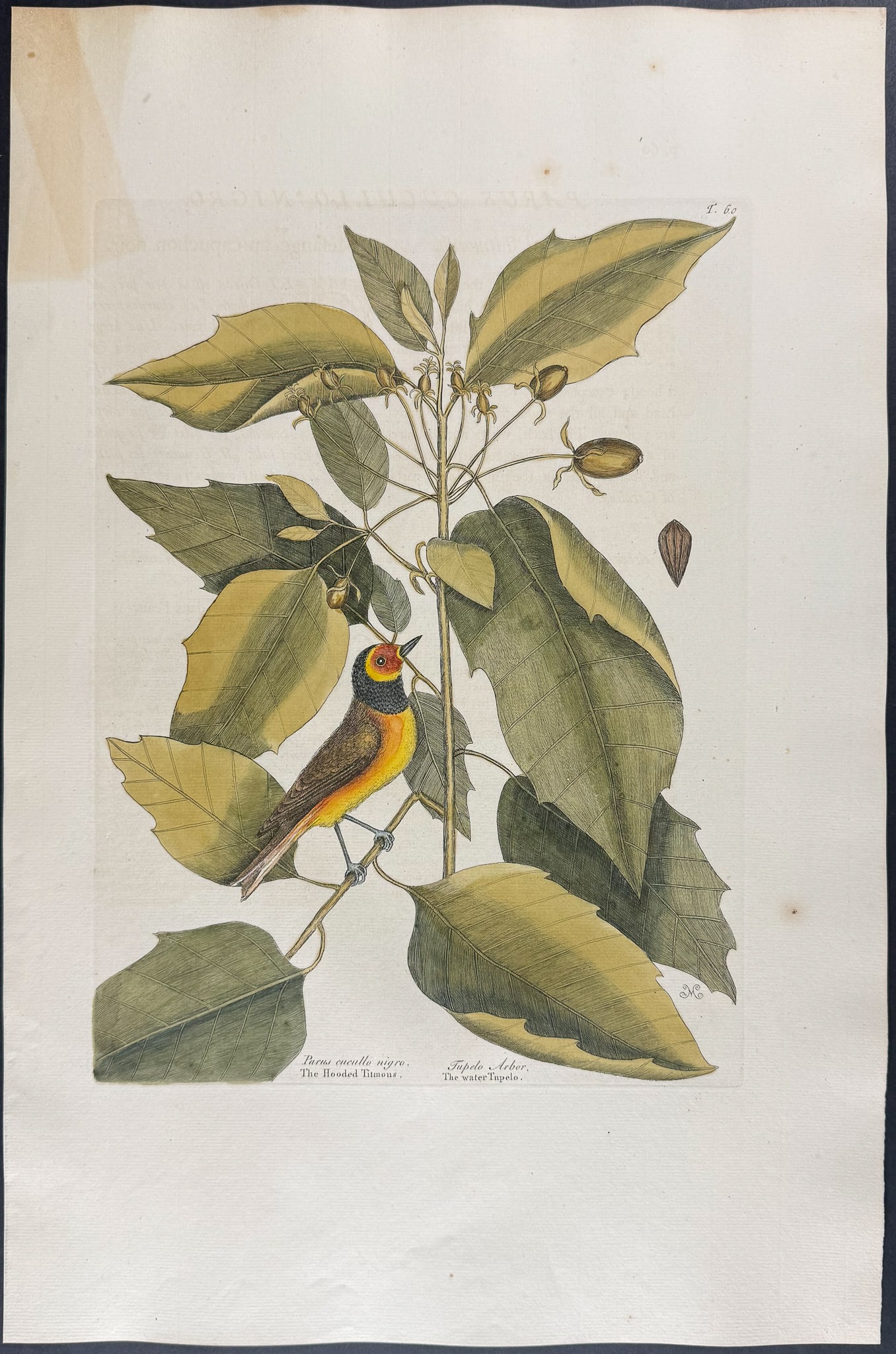 Catesby, Folio - Hooded Titmouse with Water Tupelo. 1-60 (1 of 1)