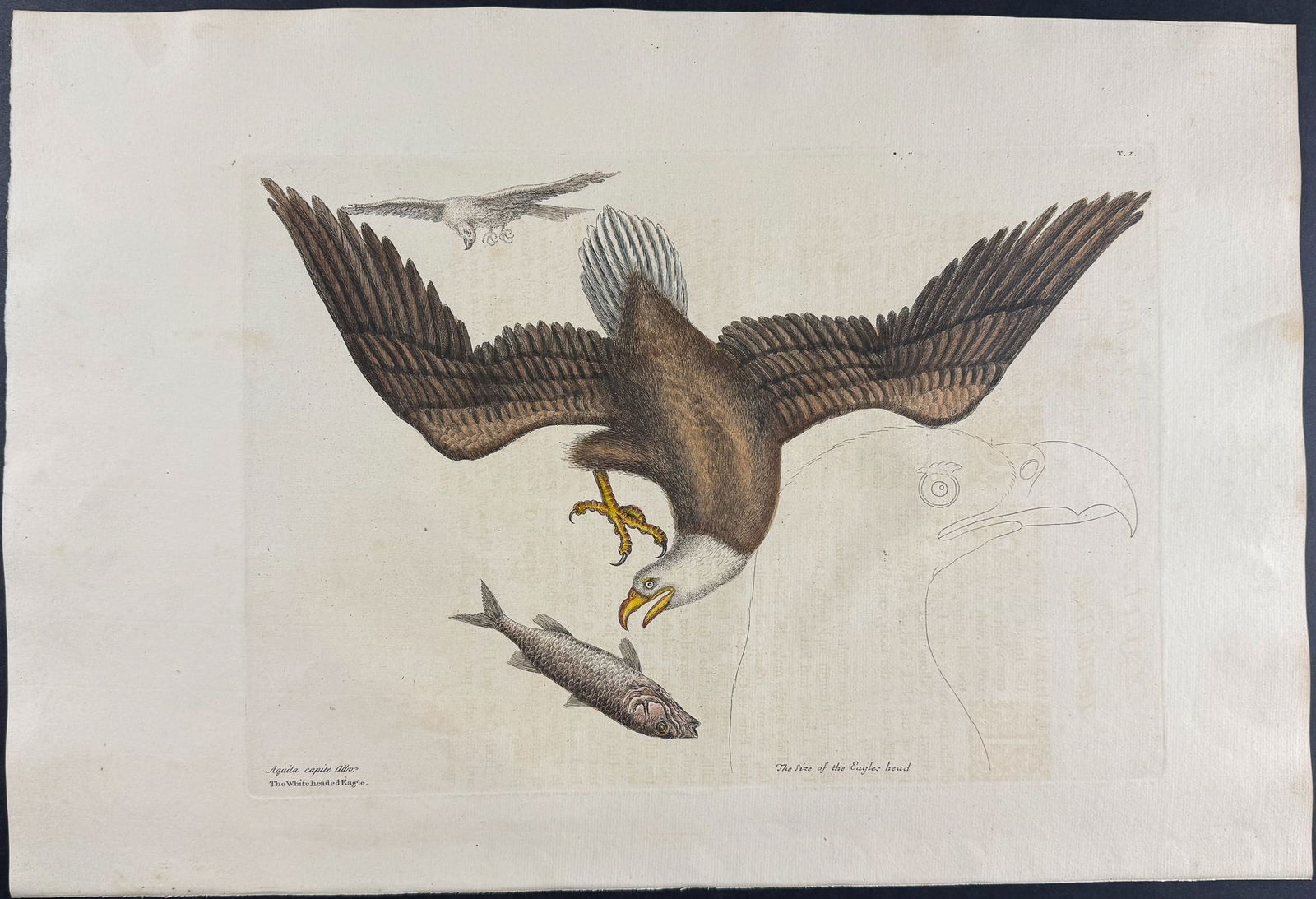 Catesby, Folio - Bald Eagle. 1-1 (1 of 1)