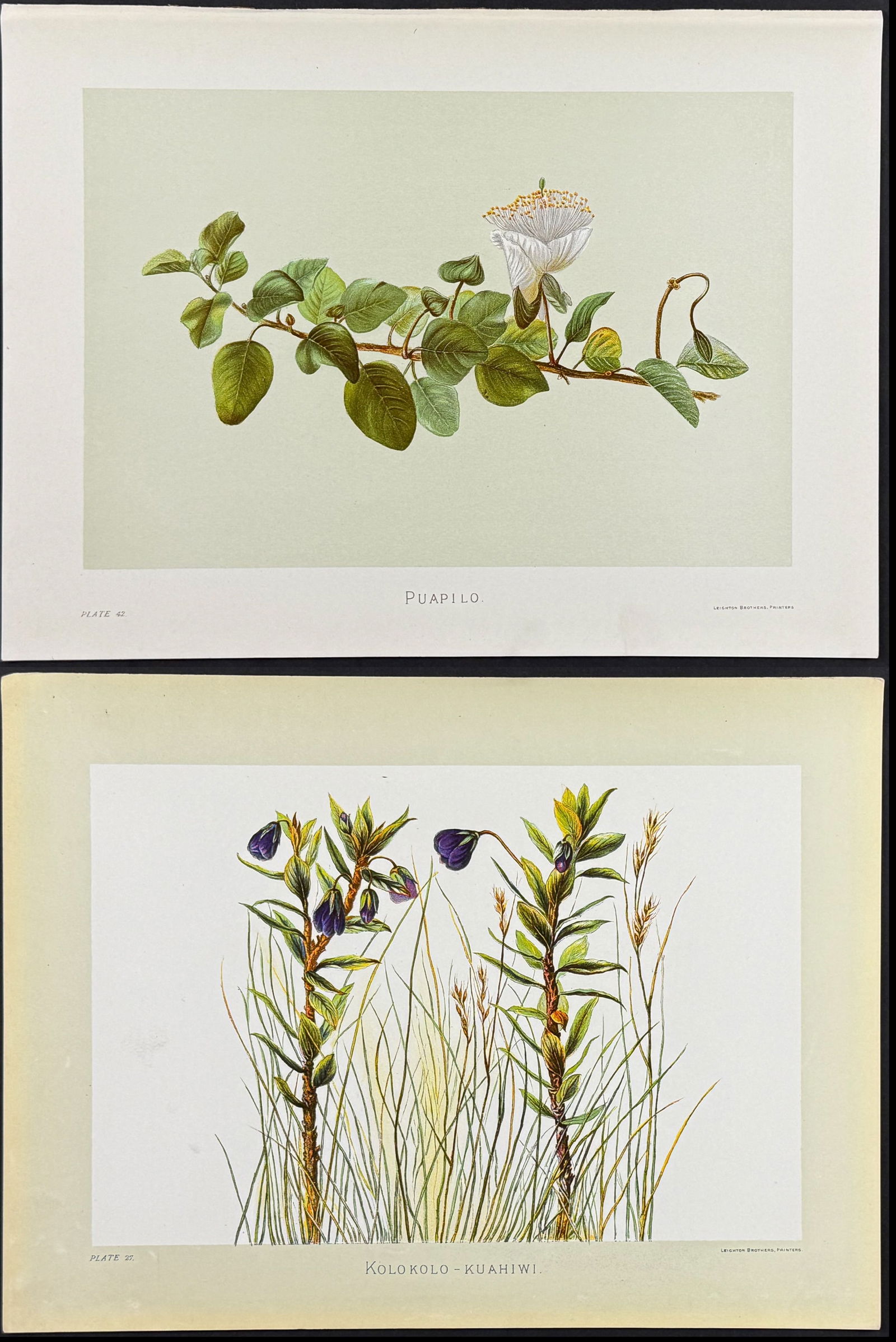 Sinclair, Hawaii - Pair of Flower Prints: Included in this lot: Puapilo (Capparis sandwichiana) Kolokolo-kuahiwi (Lysimachia Hillebrandi) Description of the work: This beautiful chromolithograph is from Isabella Sinclair's Indigenous Flowers