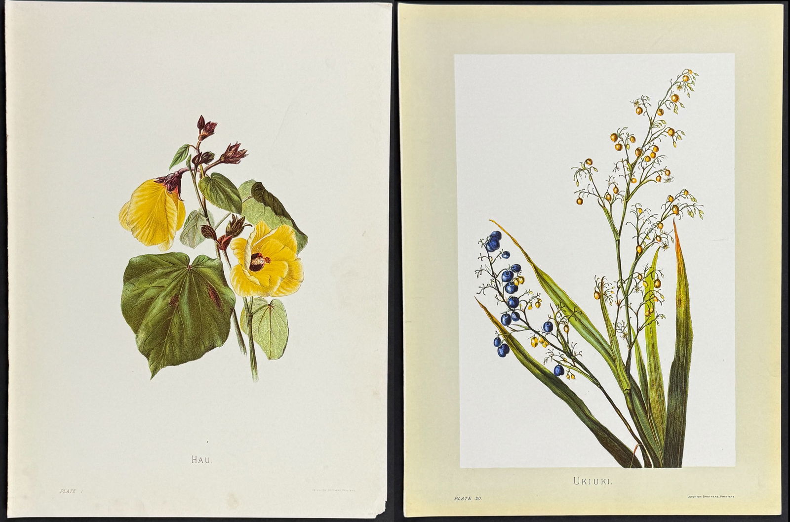 Sinclair, Hawaii - Pair of Flower Prints: Included in this lot: Hau (Hibiscus tiliaceus) Ukiuki (Dianella ensifolia) Description of the work: This beautiful chromolithograph is from Isabella Sinclair's Indigenous Flowers of the Hawaiian Islan