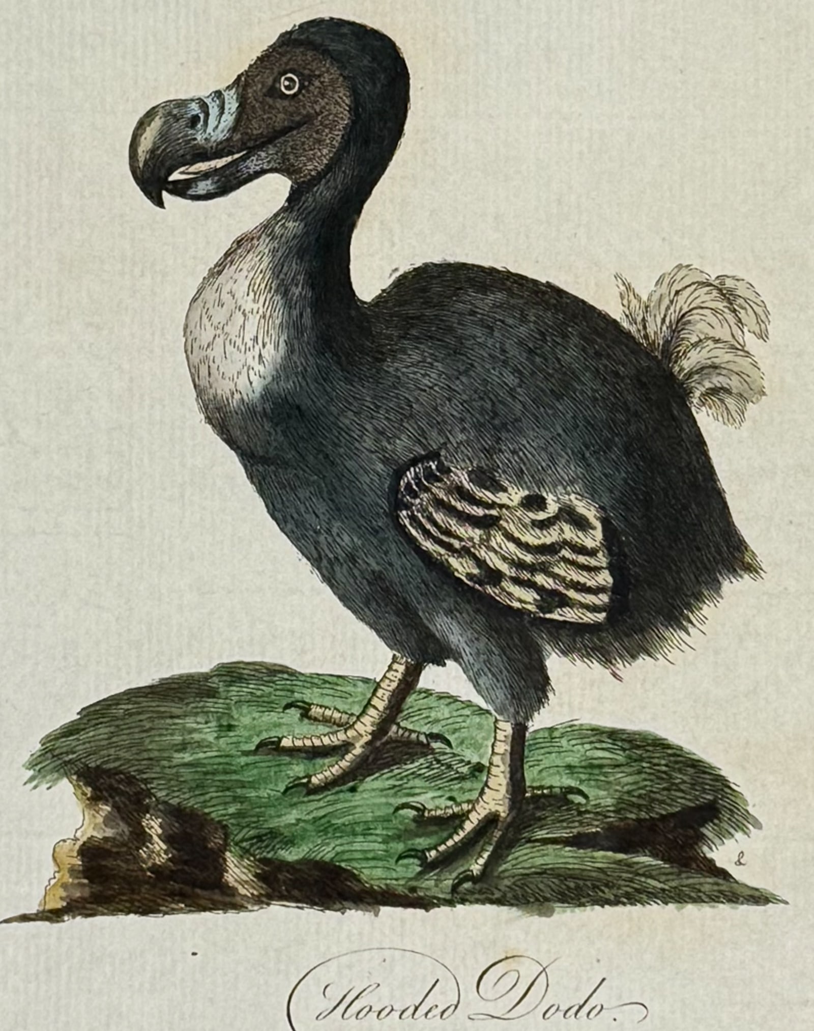 Latham - Hooded Dodo Bird. 70: This fine bird engraving is from John Latham?s inaugural work, the first edition of A General Synopsis of Birds. The work was published in London for B. White, Leigh, and Sotheby between 1781 and 1787
