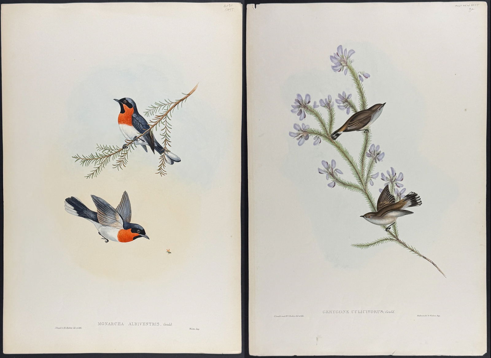 Gould, Australia - 4 Bird Lithographs (Flycatcher, Honey-Eater, Gerygone): Included in this lot: White-bellied Flycatcher [Monarcha Albiventris] Shining Flycatcher [Myiagra Nitida] Black Honey-eater [Myzomela Nigra] Western Gerygone [Gerygone Culicivorus] Description of the