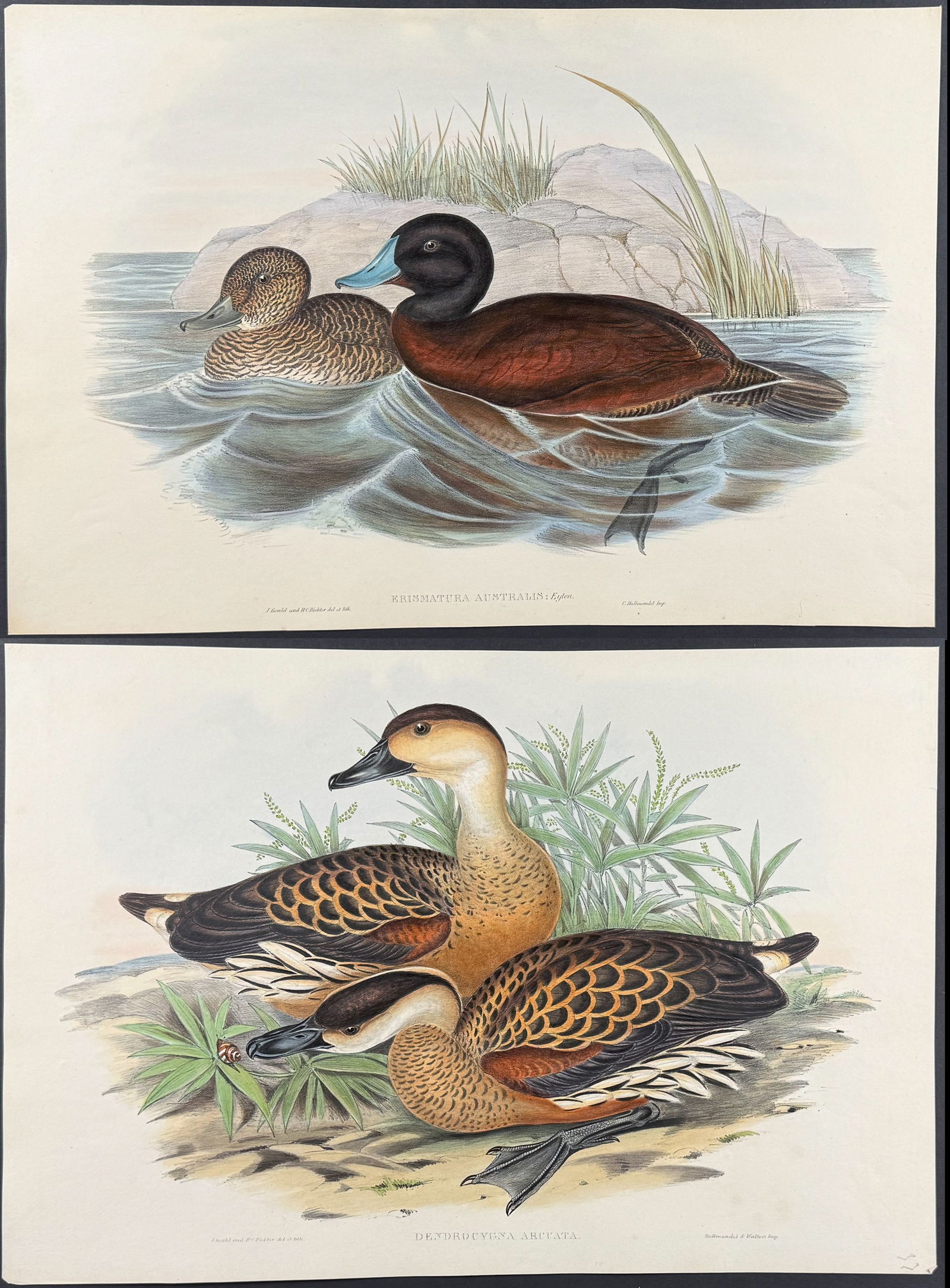 Gould, Australia - Pair of Duck Lithographs: Included in this lot: Blue-billed Duck [Erismatura Australis] Wandering Whistling Duck [Dendrocygna Arcuata] Description of the work: This hand-colored folio lithograph is from the esteemed John Gould