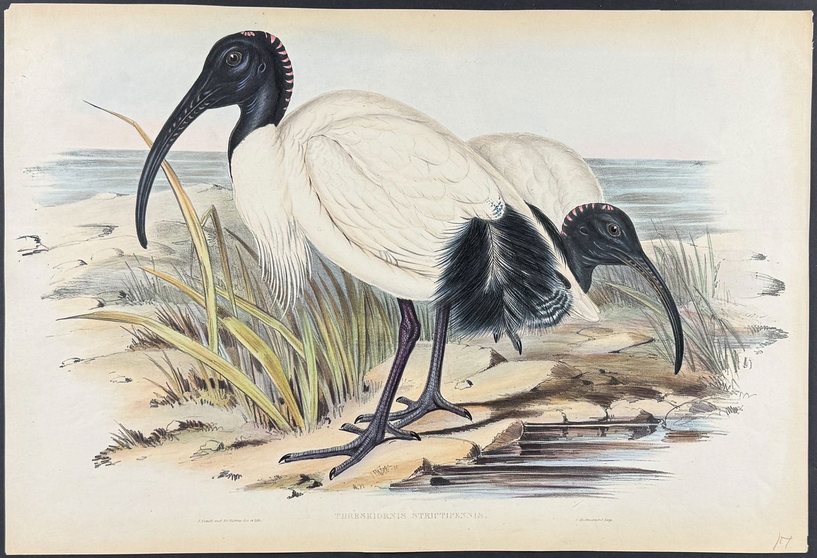 Gould, Australia - Australian White Ibis [Threskiornis Strictipennis]: This remarkable ornithology lithograph with hand-finished color is from the esteemed John Gould?s Birds of Asia published in London between 1850 and 1883. Birds of Asia featured some of the most vibra