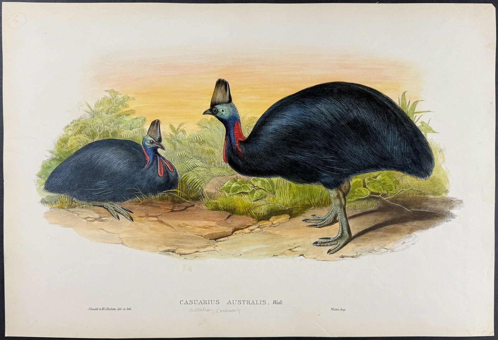 Gould, Australia - Australian Cassowary [Casuarius Australis]: This hand-colored folio lithograph is from the esteemed John Gould?s Birds of Australia. The work was published in London by Richard and John E. Taylor for the author between 1840 and 1869. Over 300 n
